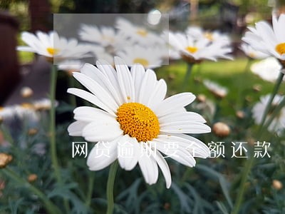 网贷逾期要全额还款