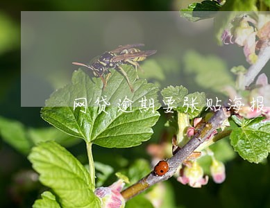 网贷逾期要张贴海报的英文 网贷逾期要张贴海报的英文