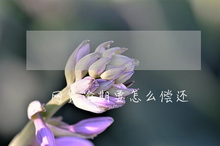 网贷逾期要怎么偿还 网贷逾期要怎么偿还