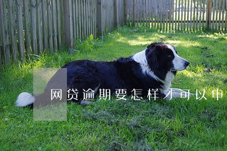 网贷逾期要怎样才可以申请信用卡 网贷逾期要怎样才可以申请信用卡