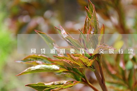 网贷逾期要我提交银行流水 网贷逾期要我提交银行流水