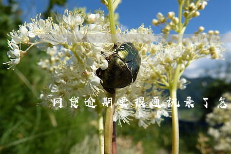 网贷逾期要报通讯录了怎么办 网贷逾期要报通讯录了怎么办