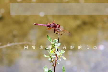 网贷逾期要有好的心态 网贷逾期要有好的心态