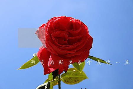 网贷逾期要每个月还一点吗 网贷逾期要每个月还一点吗