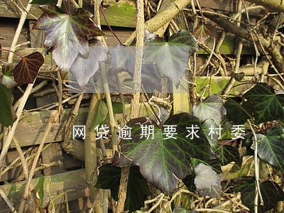 网贷逾期要求村委 网贷逾期要求村委