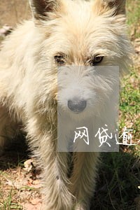 网贷逾期要求还到对公账户 网贷逾期要求还到对公账户