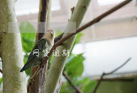 网贷逾期要立案 网贷逾期要立案