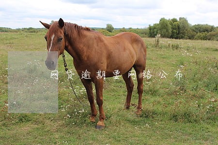 网贷逾期要网络公布 网贷逾期要网络公布