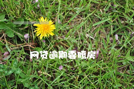网贷逾期要腾房 网贷逾期要腾房