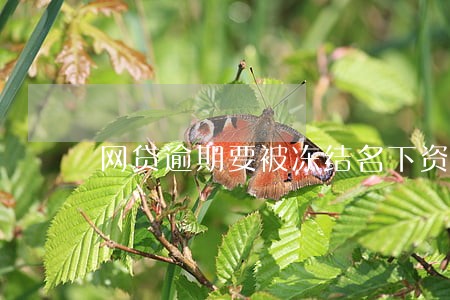 网贷逾期要被冻结名下资产吗 网贷逾期要被冻结名下资产吗