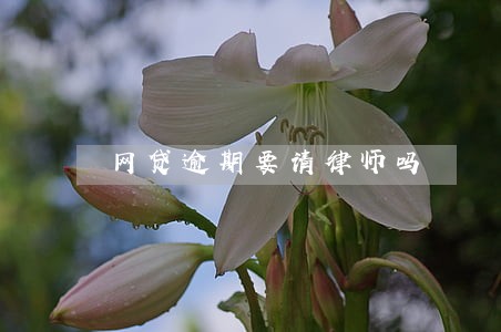网贷逾期要请律师吗 网贷逾期要请律师吗