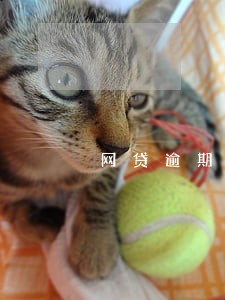 网贷逾期要走司法流程吗 网贷逾期要走司法流程吗