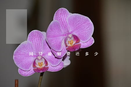 网贷逾期要还多少 网贷逾期要还多少