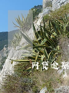 网贷逾期要骚扰多久 网贷逾期要骚扰多久