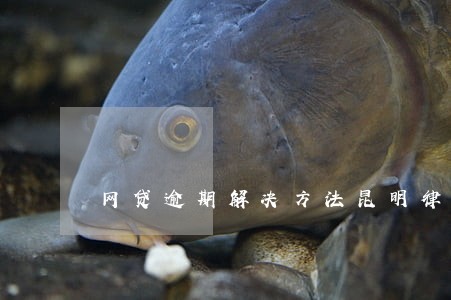 网贷逾期解决方法昆明律师 网贷逾期解决方法昆明律师