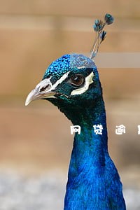 网贷逾期解约诉讼是什么 网贷逾期解约诉讼是什么