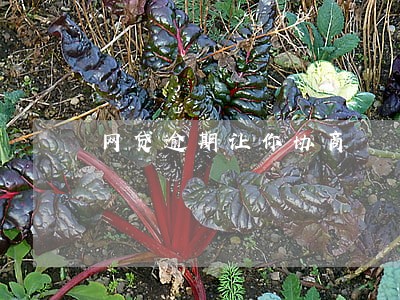 网贷逾期让你协商 网贷逾期让你协商