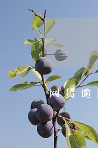 网贷逾期让全额还款是套路么 网贷逾期让全额还款是套路么