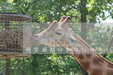 网贷逾期让加微信协商6 网贷逾期让加微信协商6