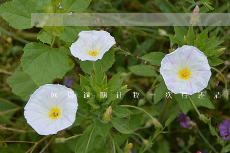 网贷逾期让我一次性还清 网贷逾期让我一次性还清