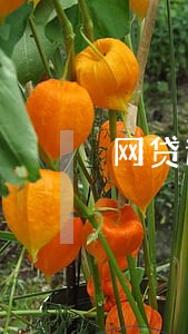 网贷逾期记录上征信怎么处理 网贷逾期记录上征信怎么处理
