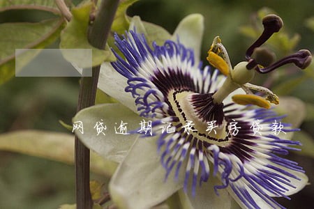 网贷逾期记录买房贷款