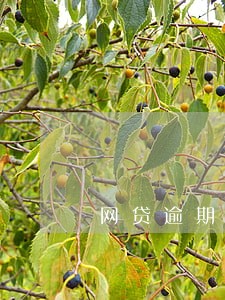 网贷逾期记录会不会影响房贷