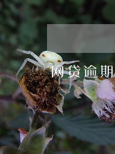 网贷逾期记录信用卡降额度 网贷逾期记录信用卡降额度