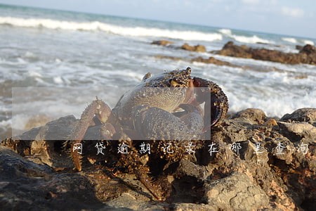 网贷逾期记录在哪里查询