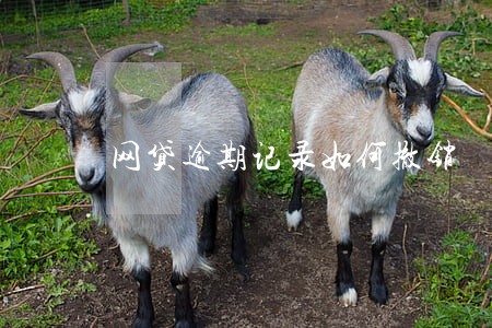 网贷逾期记录如何撤销 网贷逾期记录如何撤销