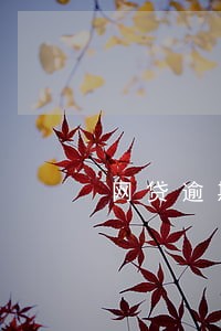 网贷逾期记录影响政审嘛