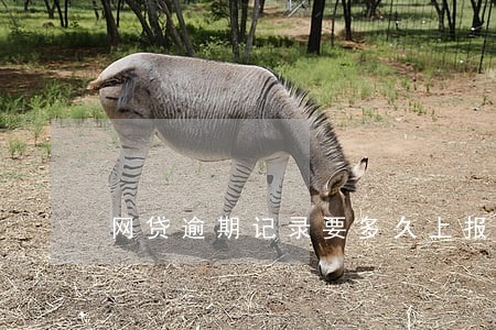 网贷逾期记录要多久上报上去 网贷逾期记录要多久上报上去