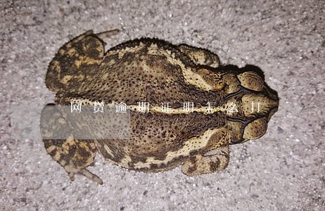 网贷逾期证明怎么打 网贷逾期证明怎么打
