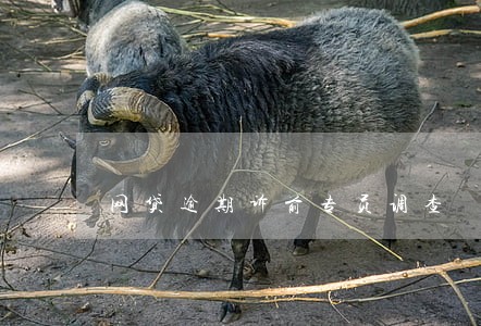 网贷逾期诉前专员调查 网贷逾期诉前专员调查