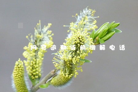网贷逾期诉前调解电话 网贷逾期诉前调解电话