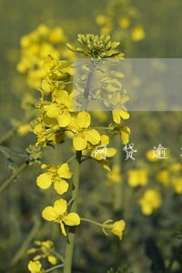 网贷逾期诉前调解立案怎么办 网贷逾期诉前调解立案怎么办
