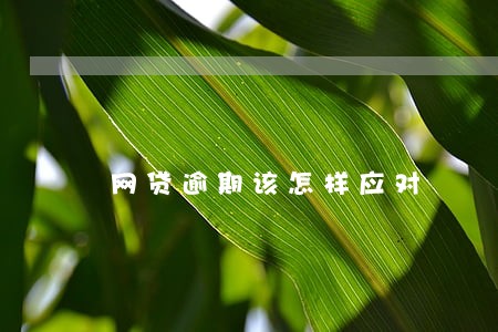 网贷逾期该怎样应对 网贷逾期该怎样应对