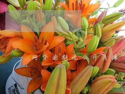 网贷逾期说公开肖像 网贷逾期说公开肖像