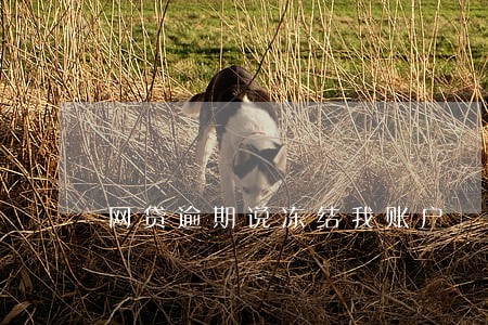 网贷逾期说冻结我账户 网贷逾期说冻结我账户