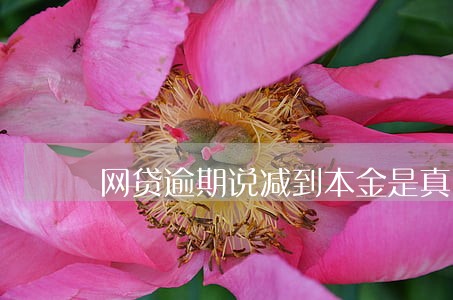 网贷逾期说减到本金是真的么 网贷逾期说减到本金是真的么