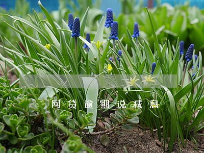 网贷逾期说减息 网贷逾期说减息