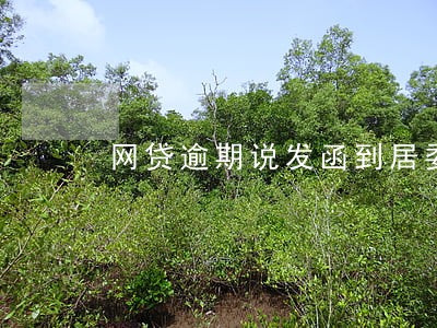 网贷逾期说发函到居委会 网贷逾期说发函到居委会