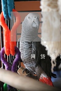 网贷逾期说只需还本金是真的吗 网贷逾期说只需还本金是真的吗