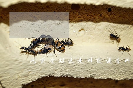 网贷逾期说是移交调查科 网贷逾期说是移交调查科