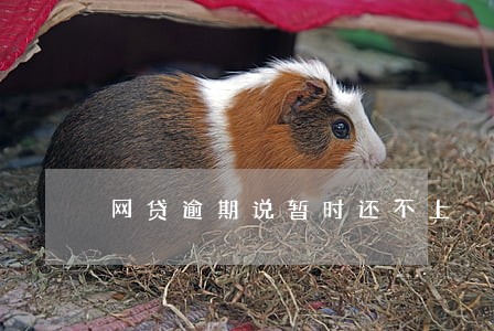 网贷逾期说暂时还不上 网贷逾期说暂时还不上