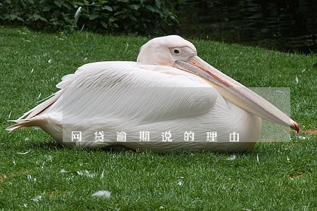 网贷逾期说的理由 网贷逾期说的理由