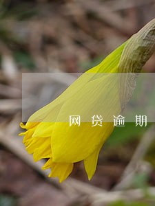 网贷逾期说移交司法 网贷逾期说移交司法