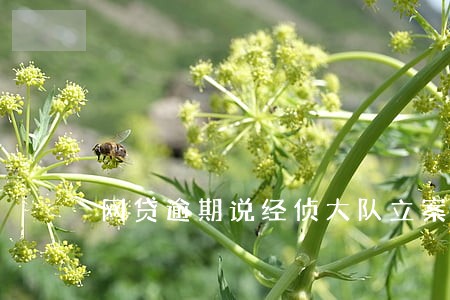 网贷逾期说经侦大队立案 网贷逾期说经侦大队立案