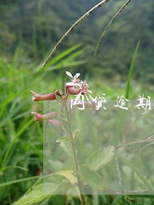 网贷逾期说要P图 网贷逾期说要P图