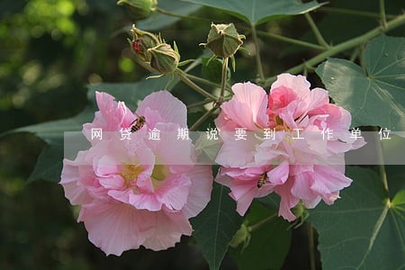 网贷逾期说要到工作单位清收 网贷逾期说要到工作单位清收